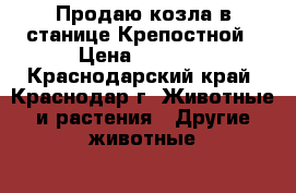 Продаю козла в станице Крепостной › Цена ­ 4 500 - Краснодарский край, Краснодар г. Животные и растения » Другие животные   . Краснодарский край